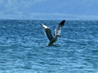 Lake Sevan